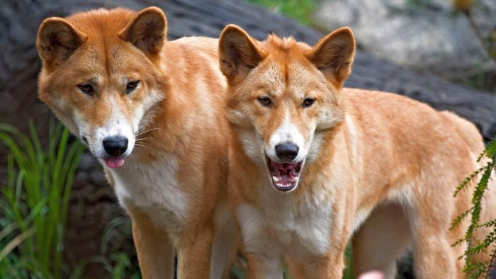 Dingos